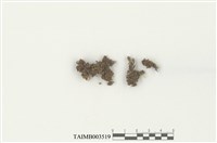 藏品(小牆苔屬)的圖片